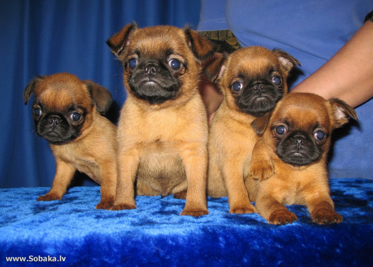 Обои на рабочий стол Пти брабансон