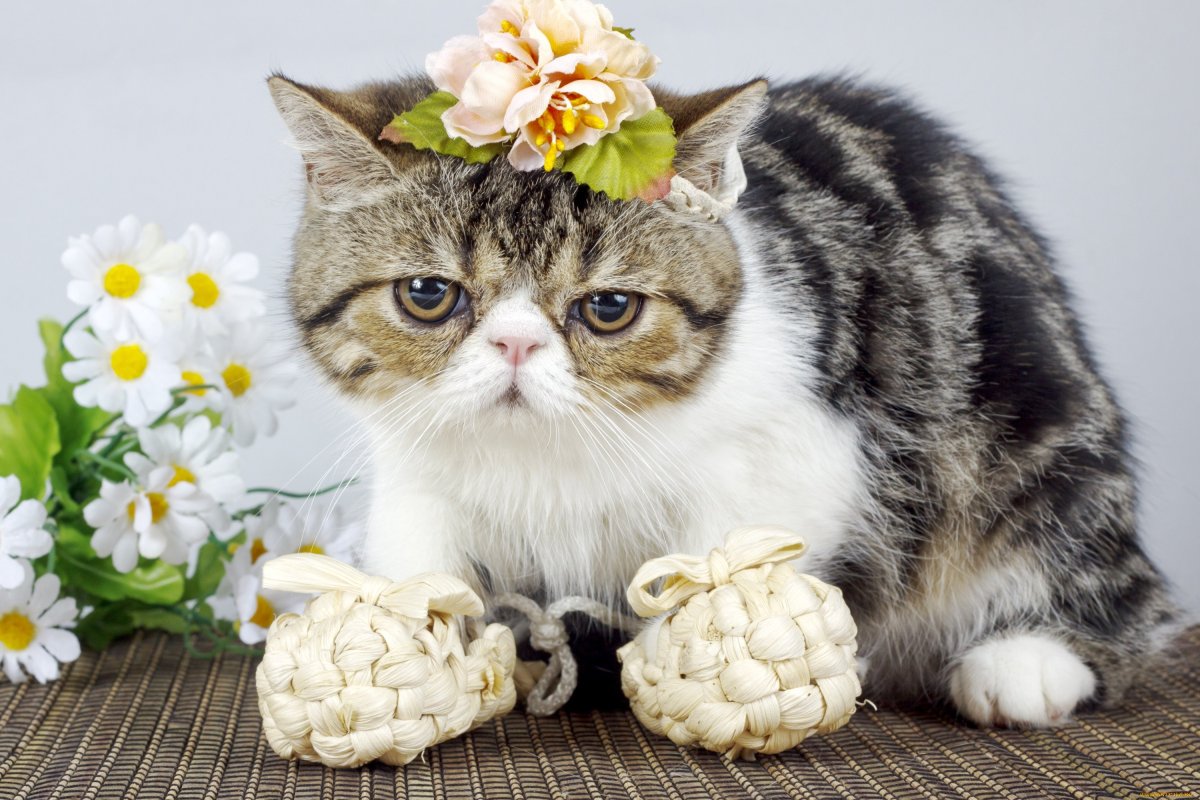 Японский кот Снупи порода