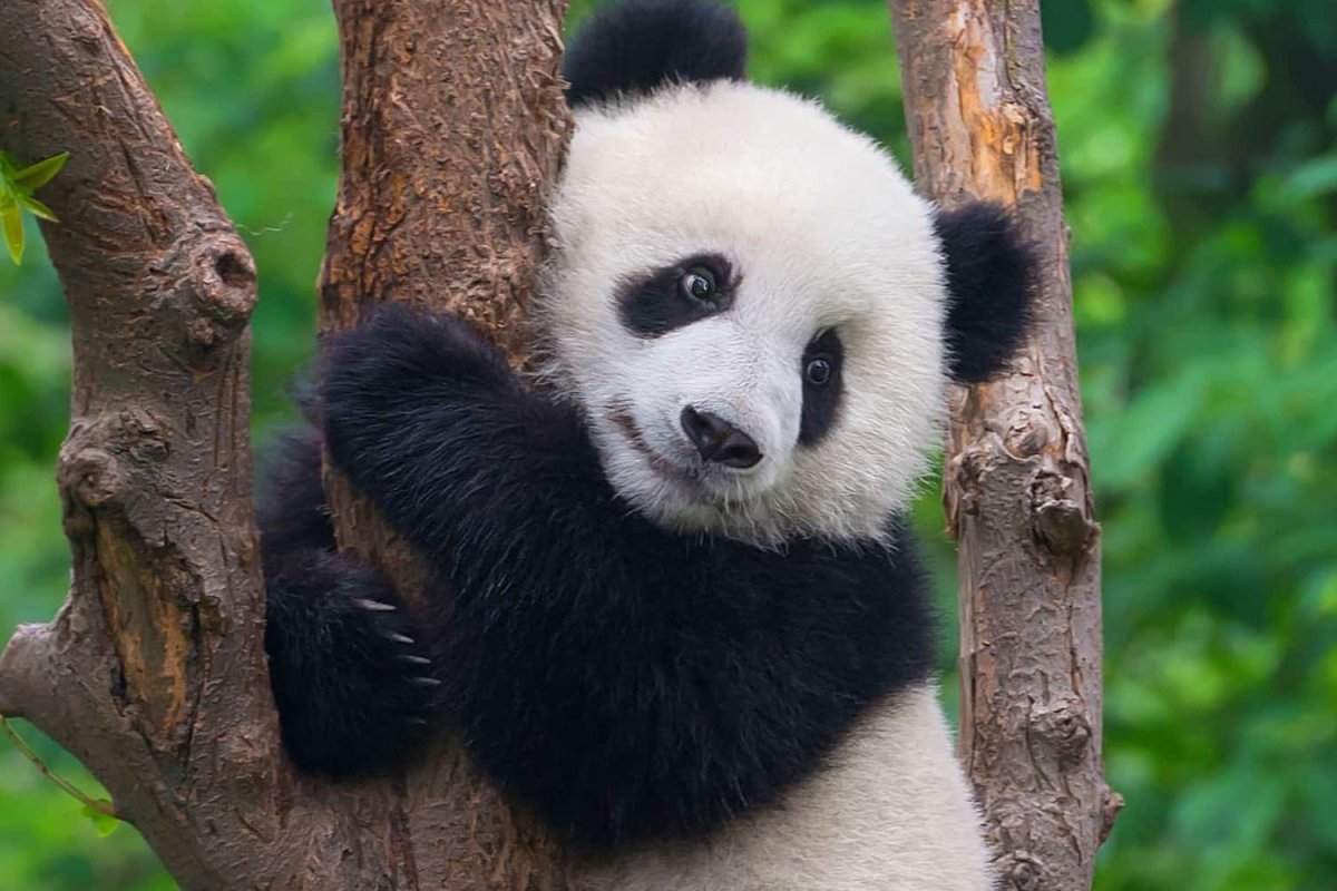 Клеvер маленькая Панда