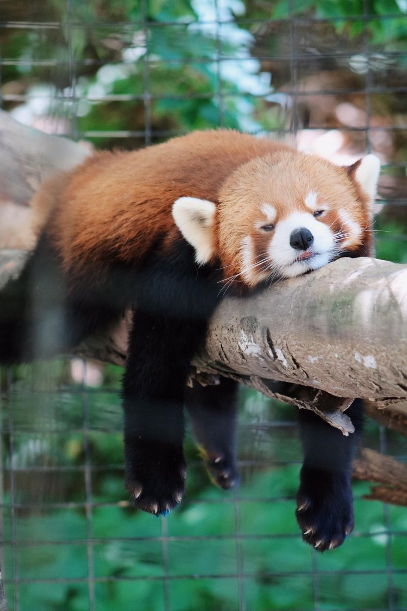 Большая Панда в Китае