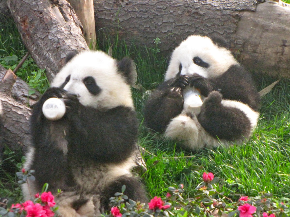 Детёныш панды с шерстью