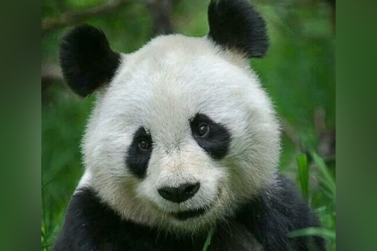 Медвежонок Панда