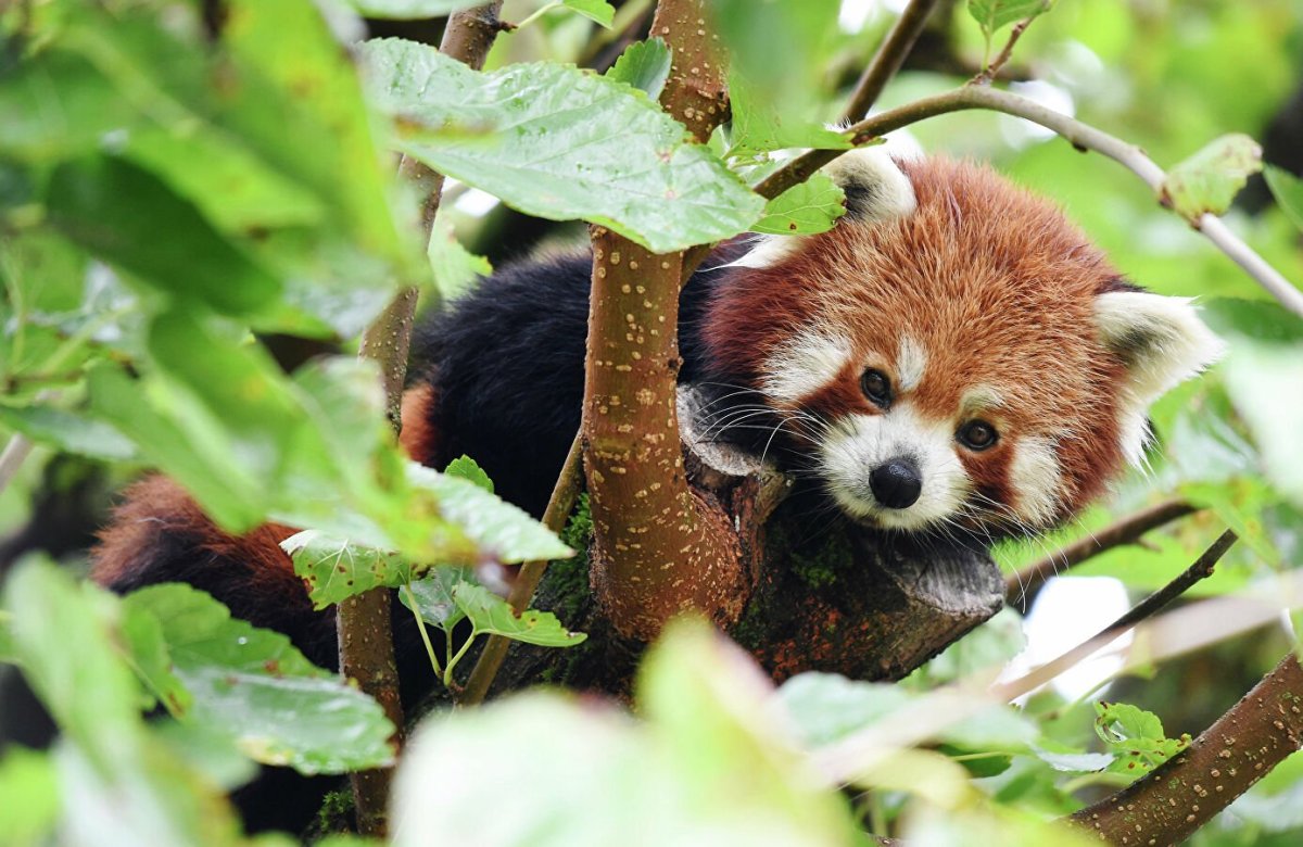 Панда валяется