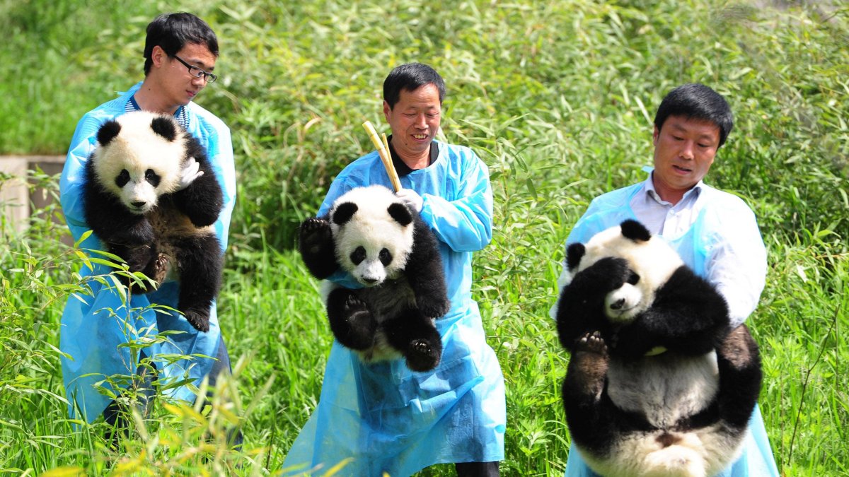 Панда символ провинции Сычуань