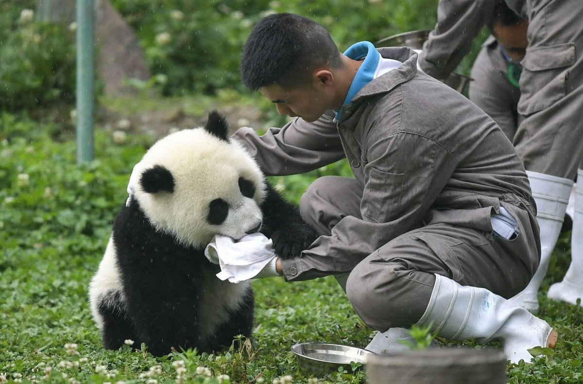 Сычуань Китай панды