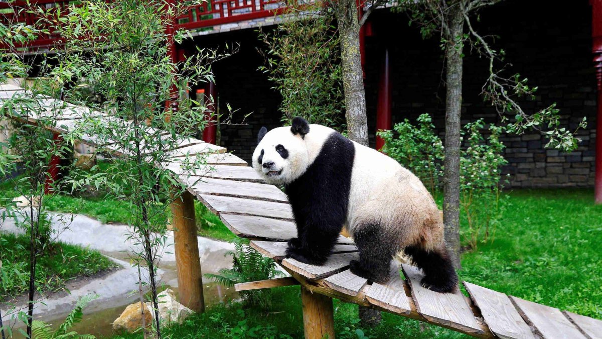 Сычуань зоопарк панды