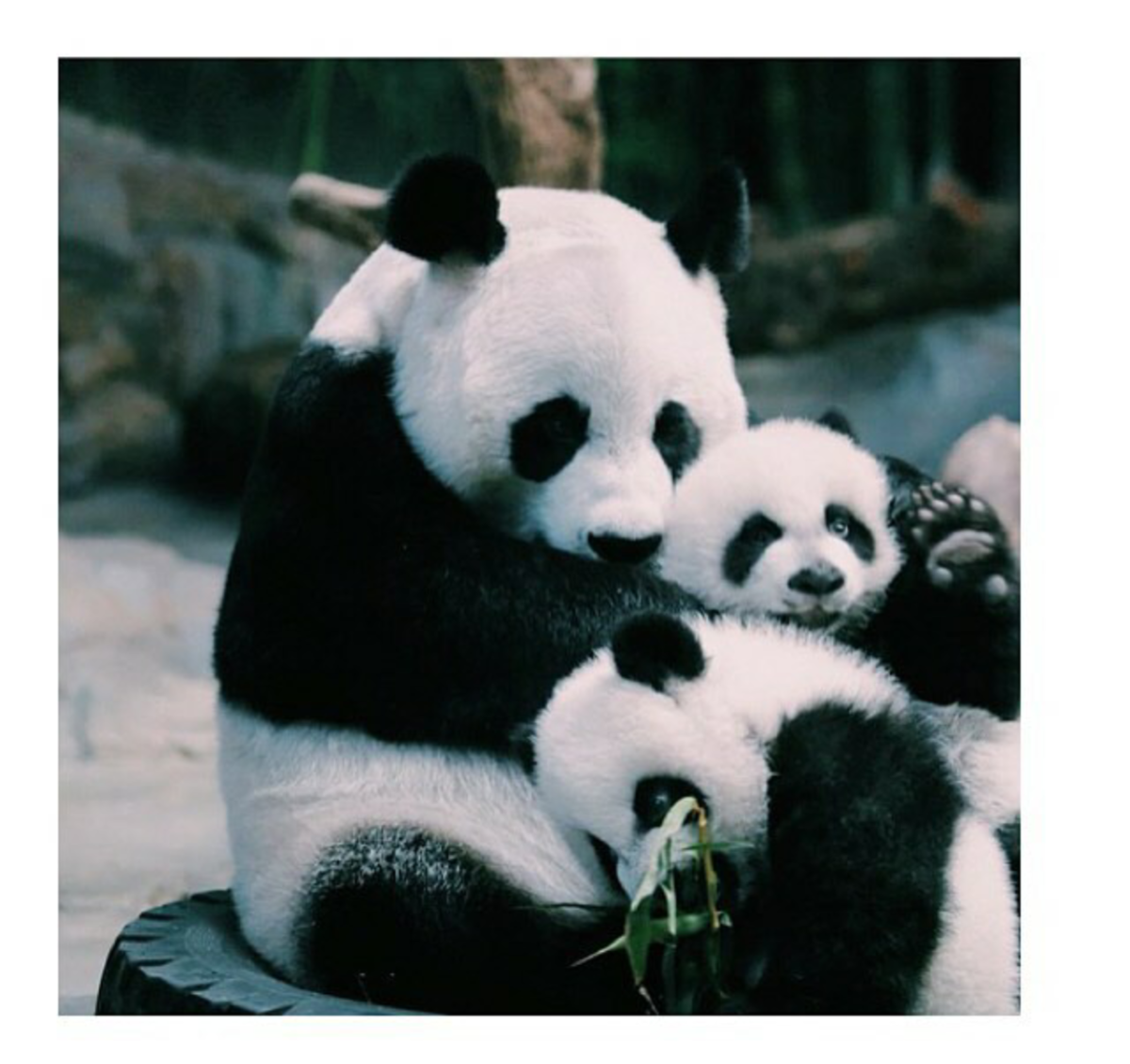 Панда Эстетика