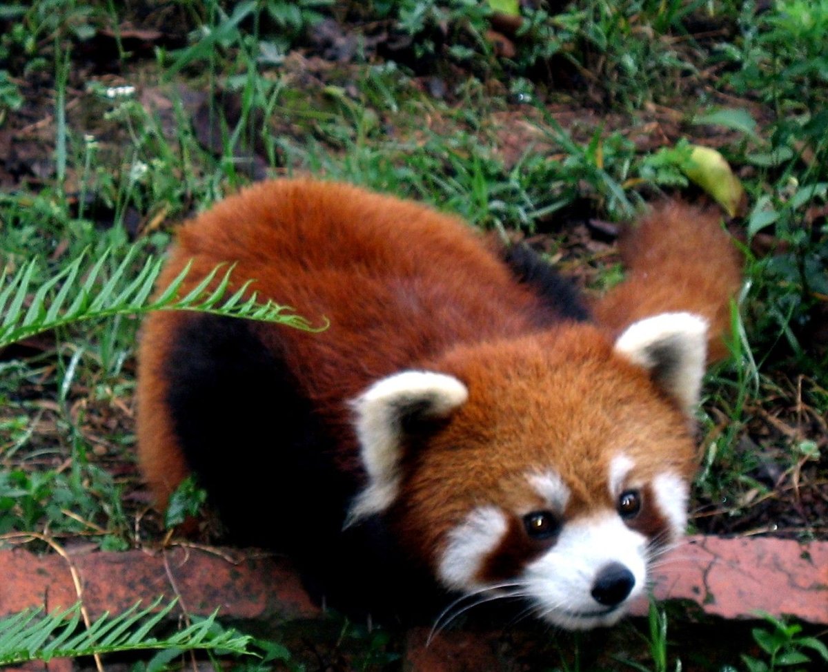 Животные Китая фото с названиями