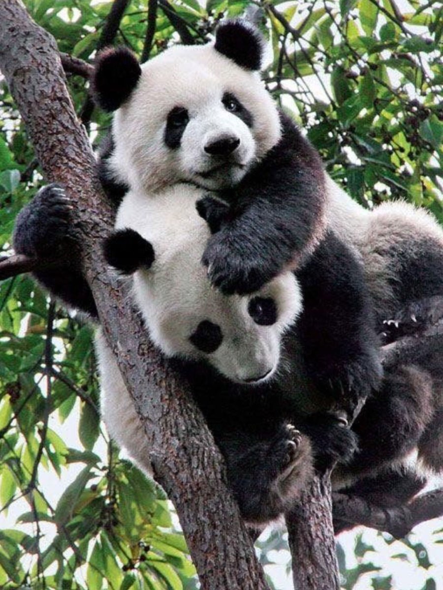 Панда и коала