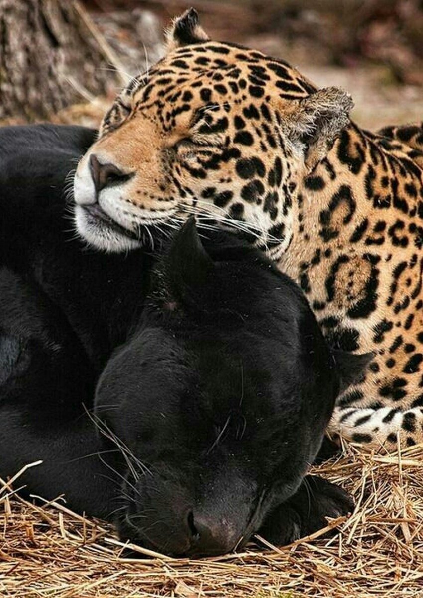 Леопард меланист