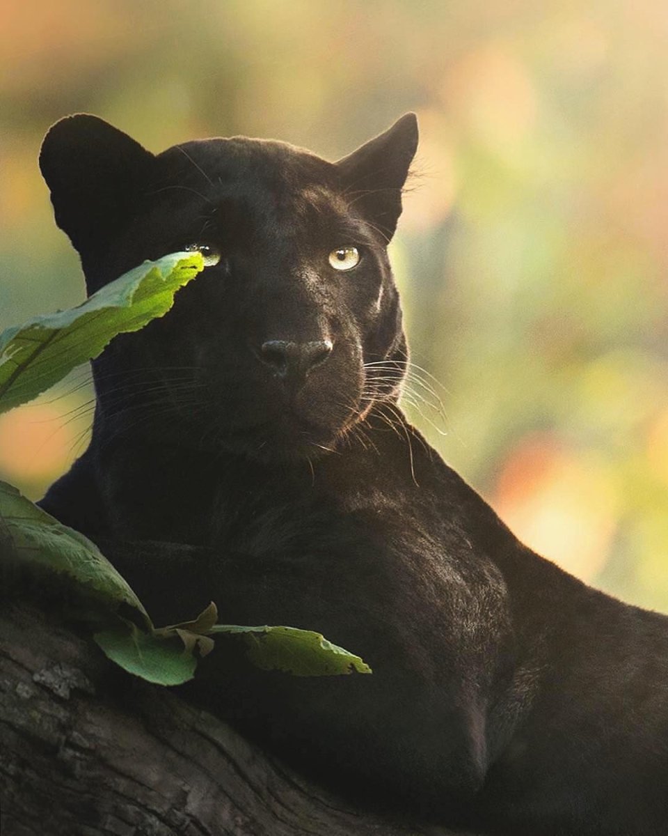 Ягуар меланист