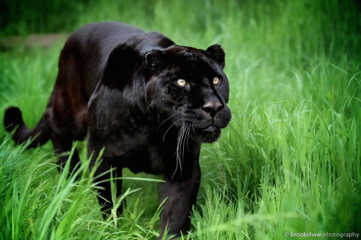 Пума Ягуар пантера