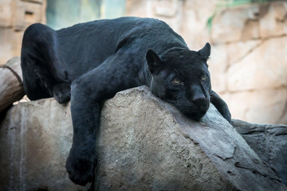 Пума Багира