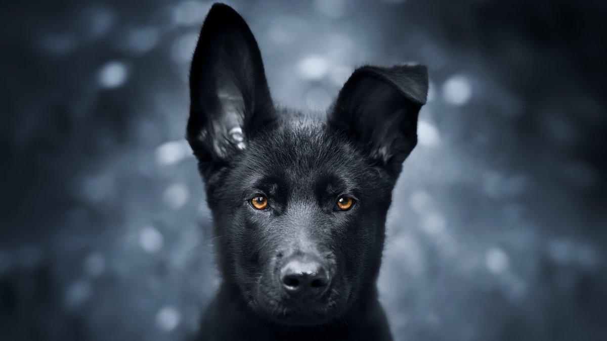 Швейцарская овчарка черная короткошерстная