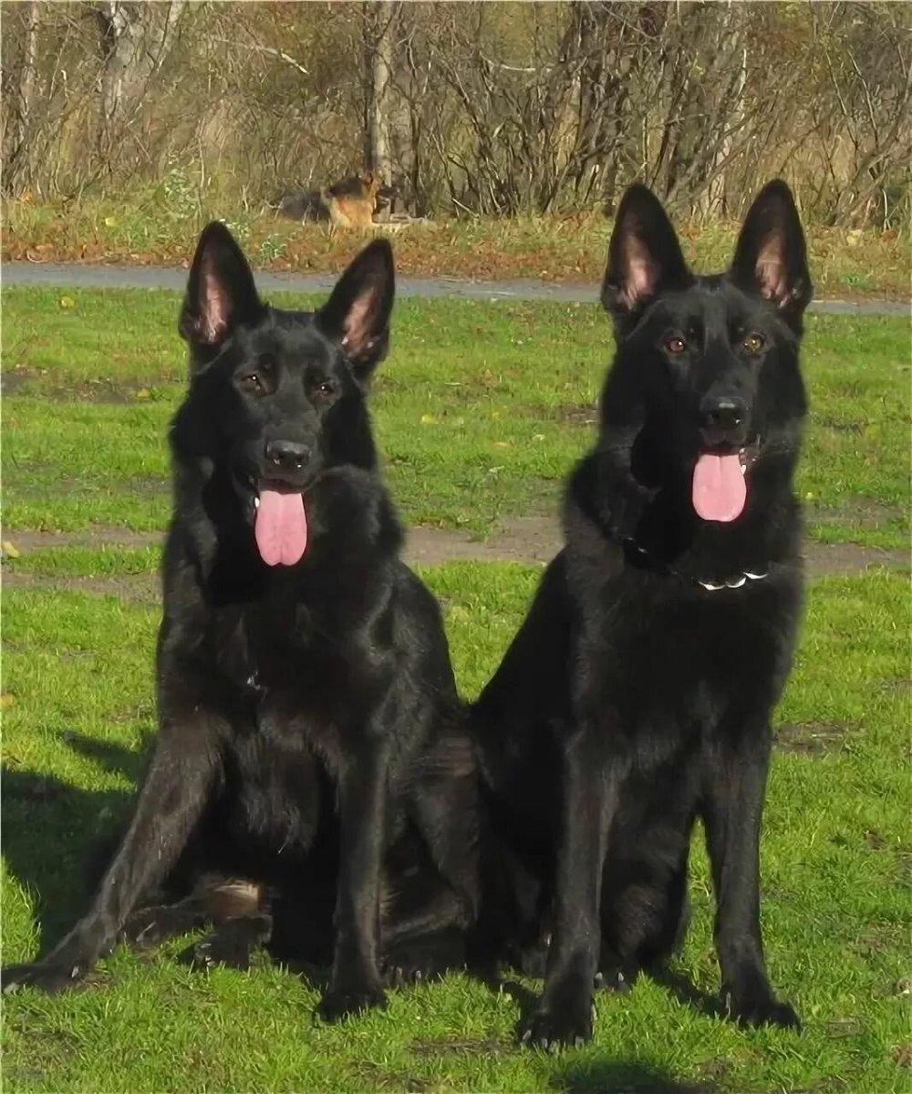 Немецкая овчарка Блэк