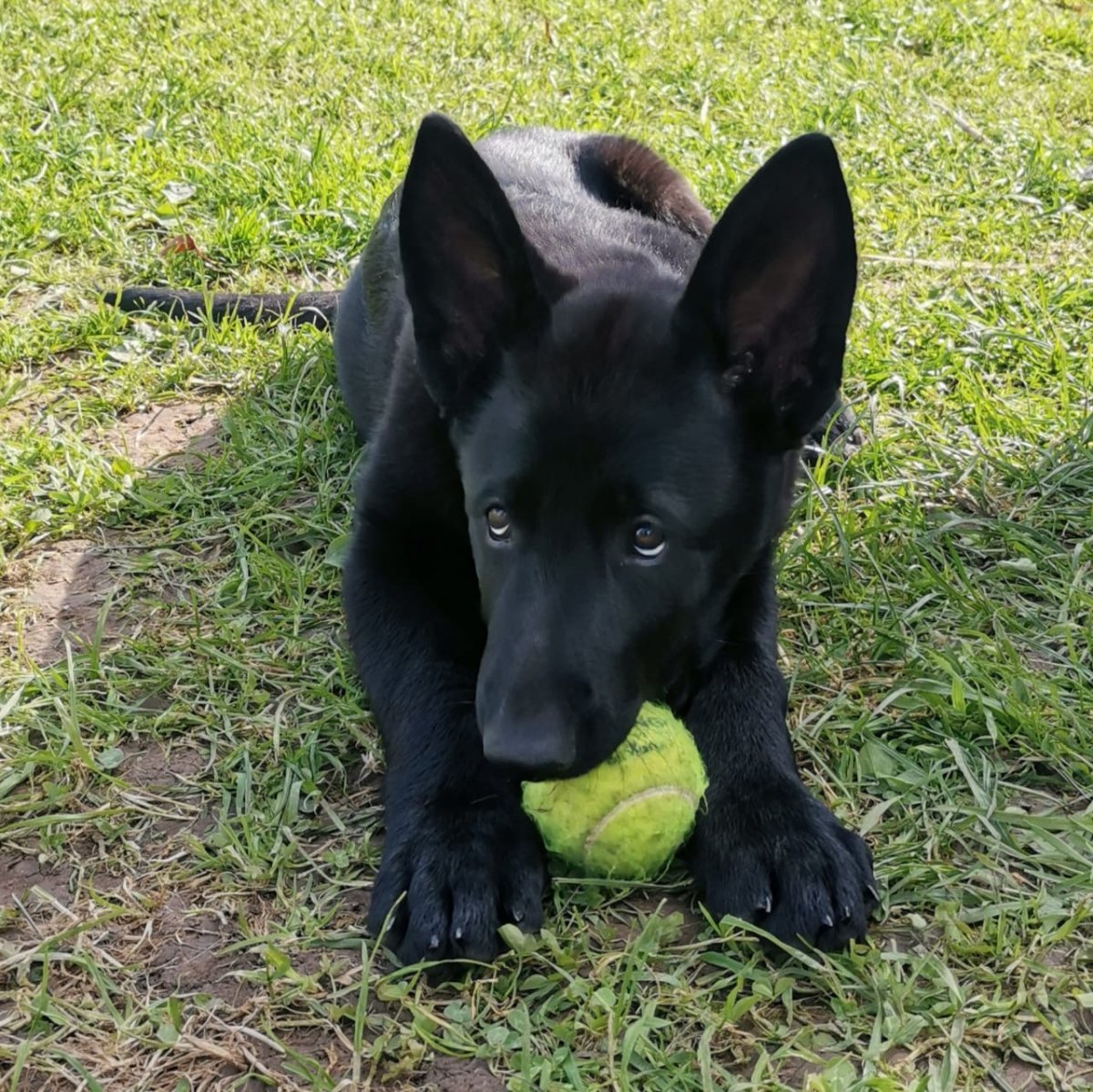 Немецкая овчарка черная