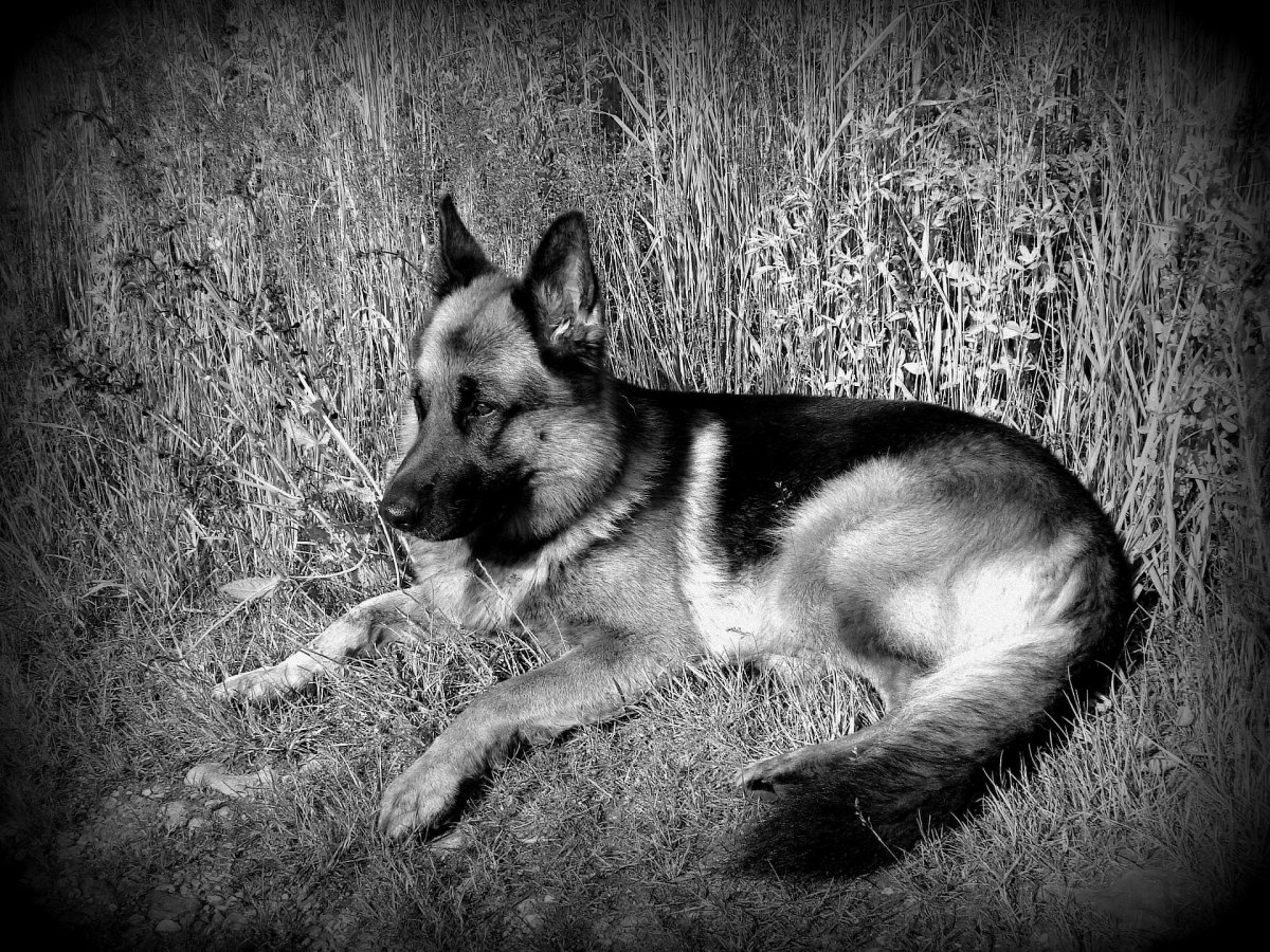 Баварская овчарка Shepherd