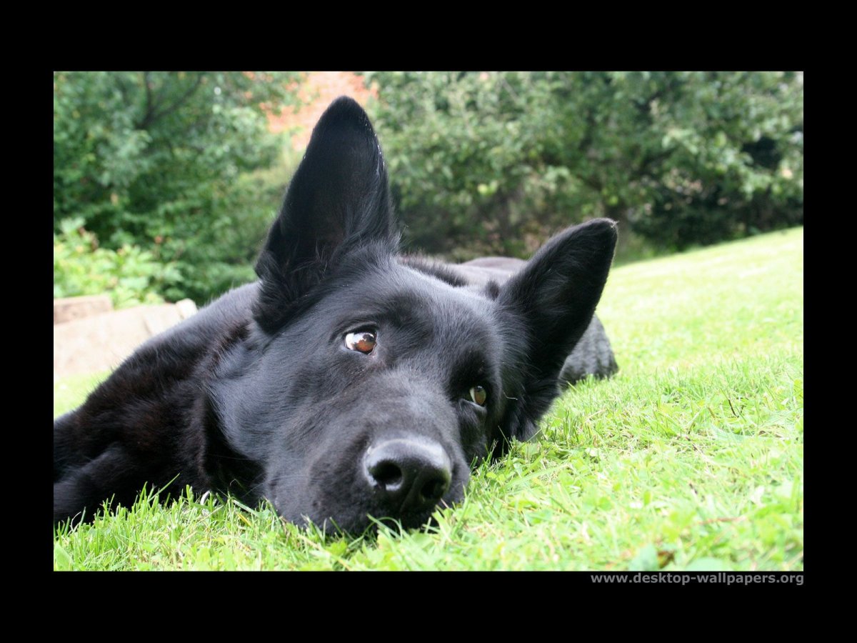 Чёрные и фиолетовые животные на ниметском