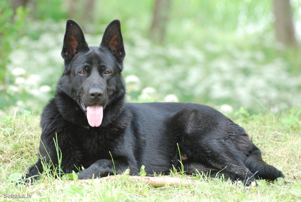 Восточно-европейская овчарка черная