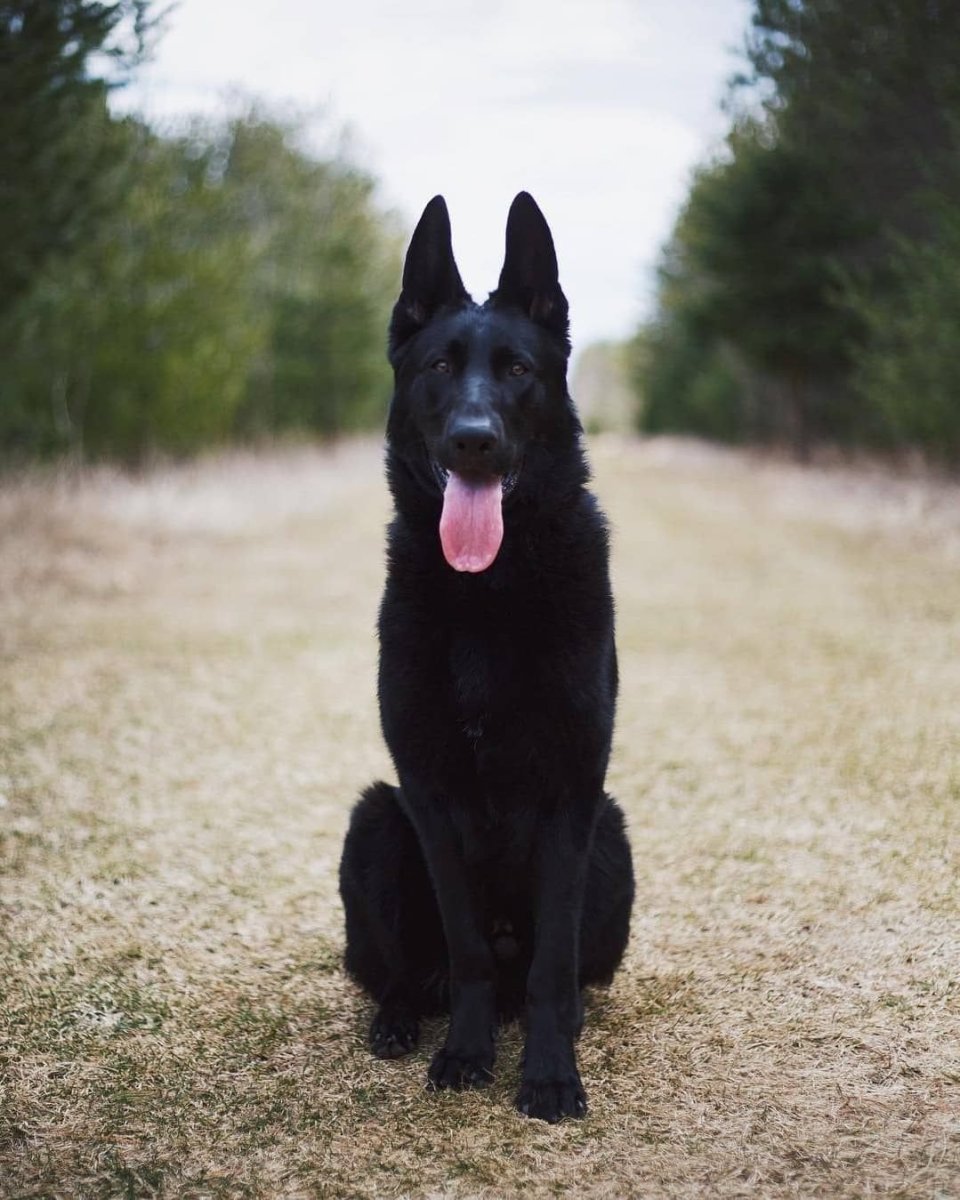 Овчарка ВЕО черная
