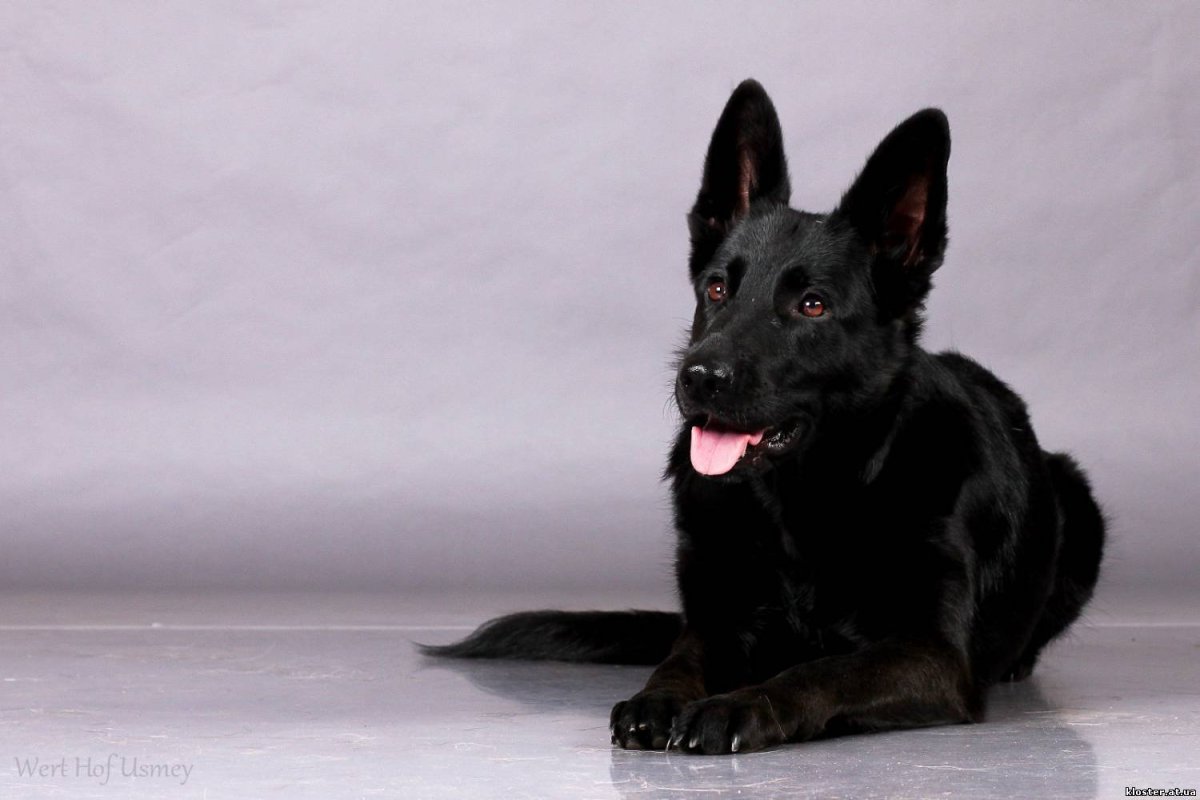 Черная овчарка