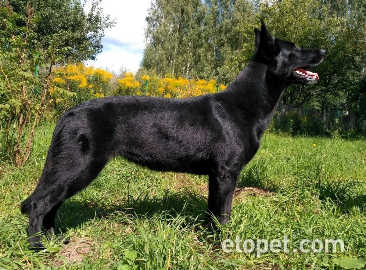Восточно-европейская овчарка черного окраса