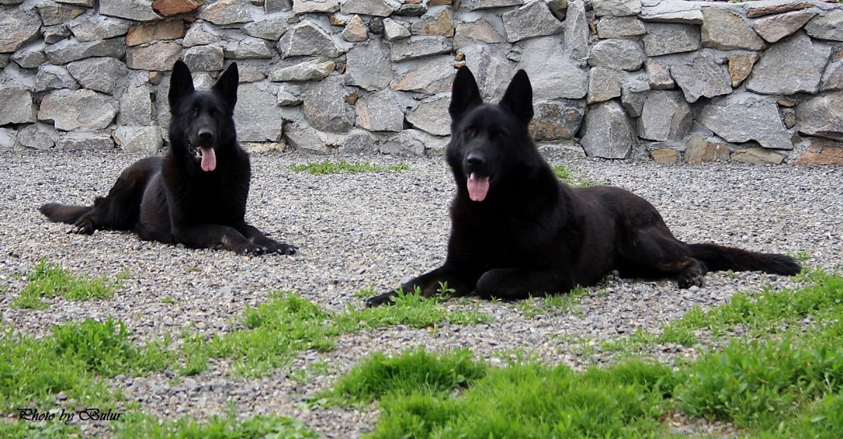 Восточноевропейская овчарка черная длинношерстная