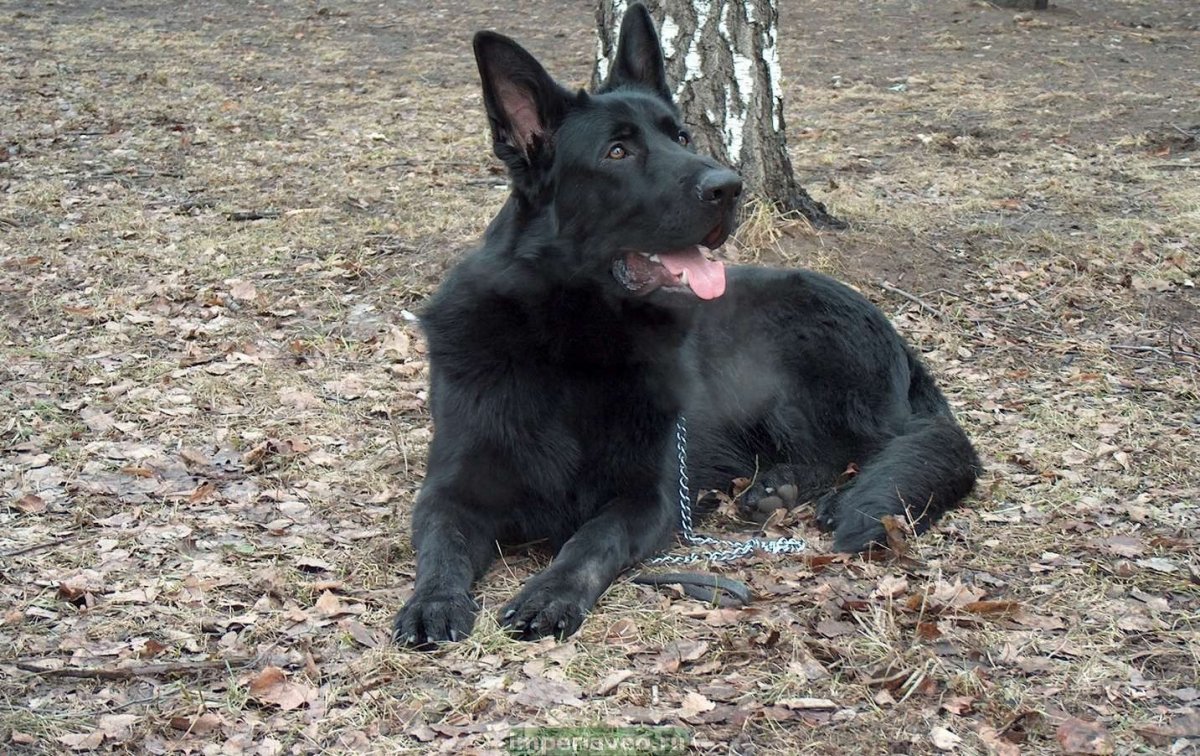 Немецкая овчарка черная