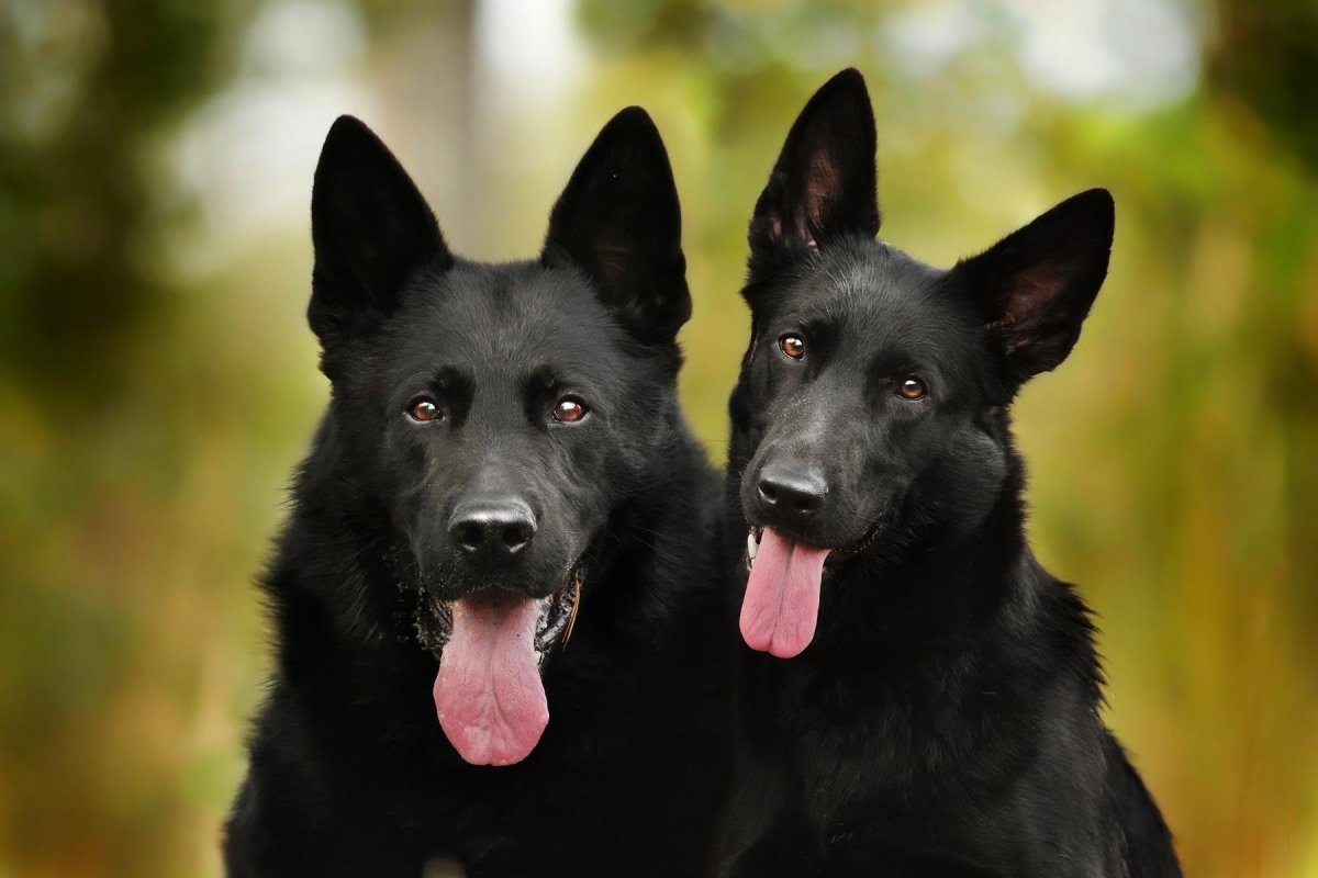Чёрная немецкая овчарка и ВЕО