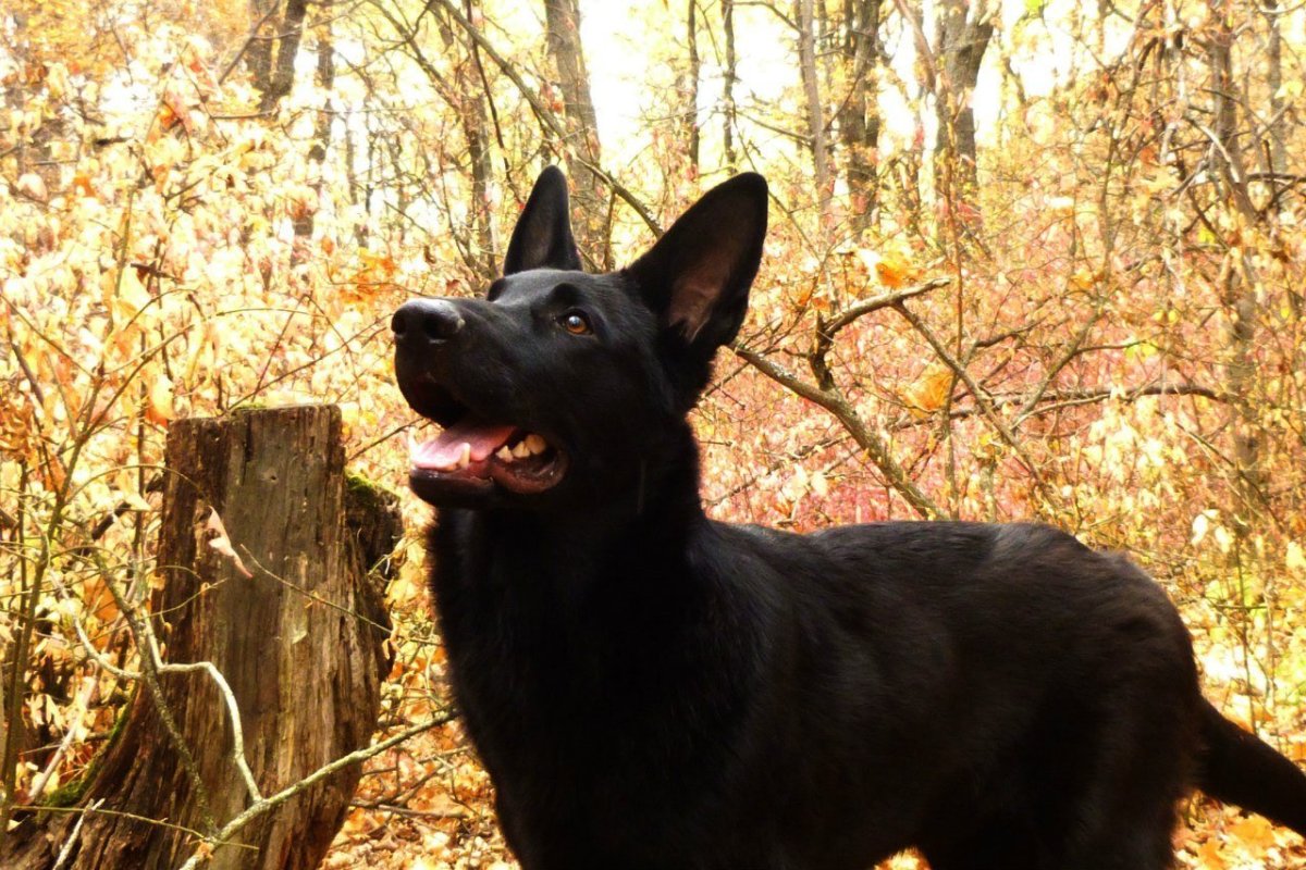 Овчарка ВЕО черная