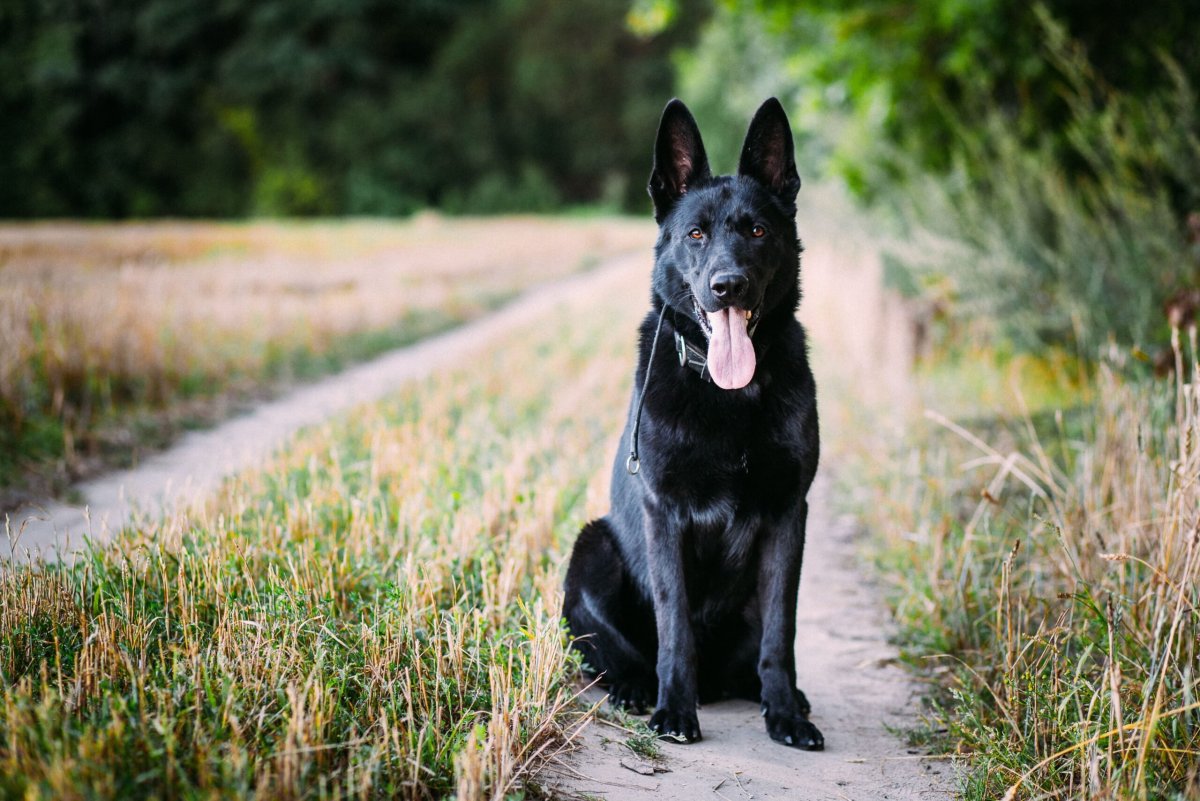 Восточно-европейская овчарка черная