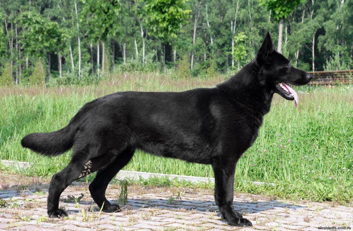 Восточно-европейская овчарка