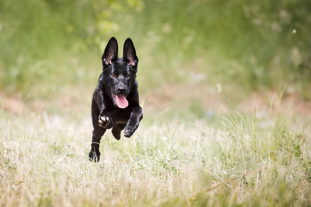 Черный кобель немецкой овчарки