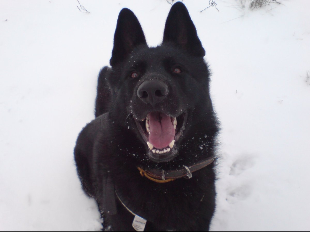 Немецкая овчарка черная злая