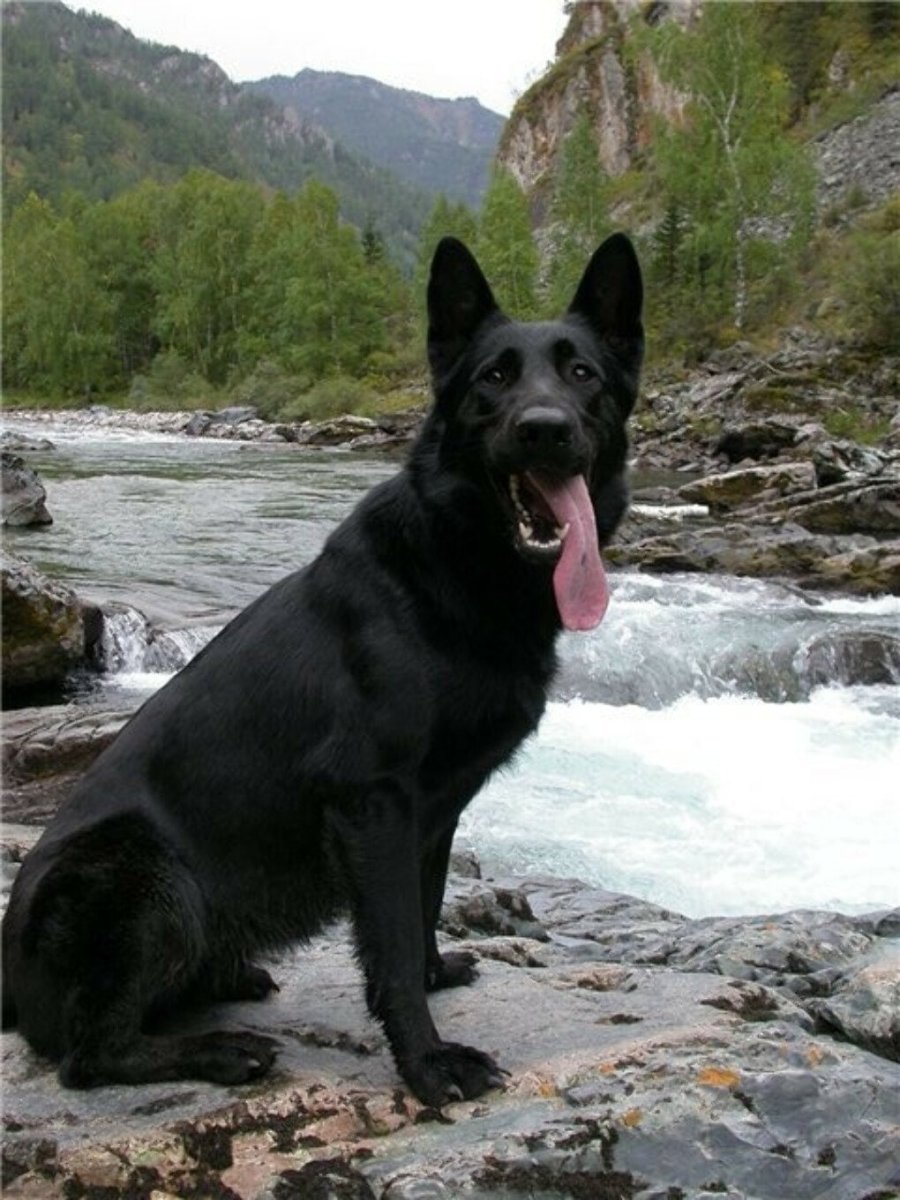 Овчарка черная короткошерстная