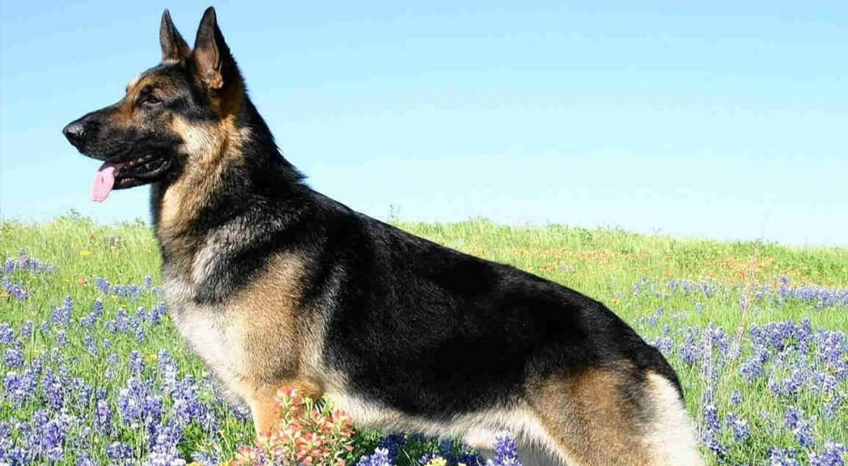 Восточно-европейская овчарка