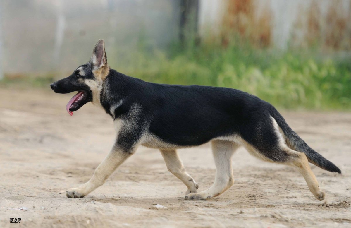 Метис черной овчарки