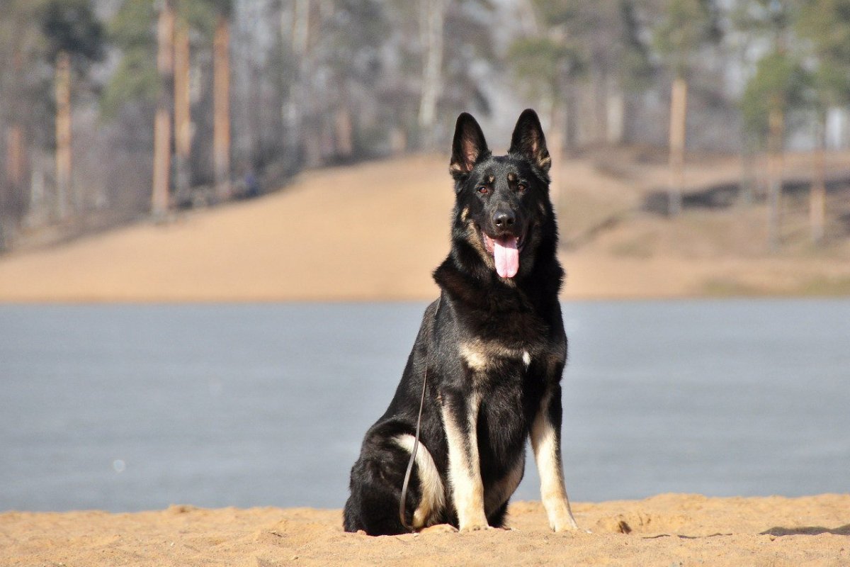Восточно-европейская овчарка черного окраса