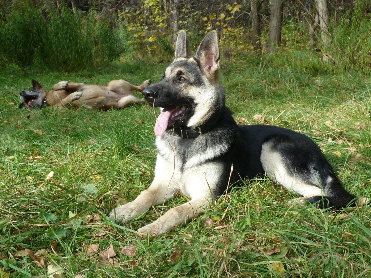 Восточно-европейская овчарка длинношерстная