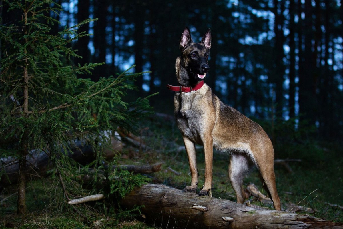 Малинуа Эстетика