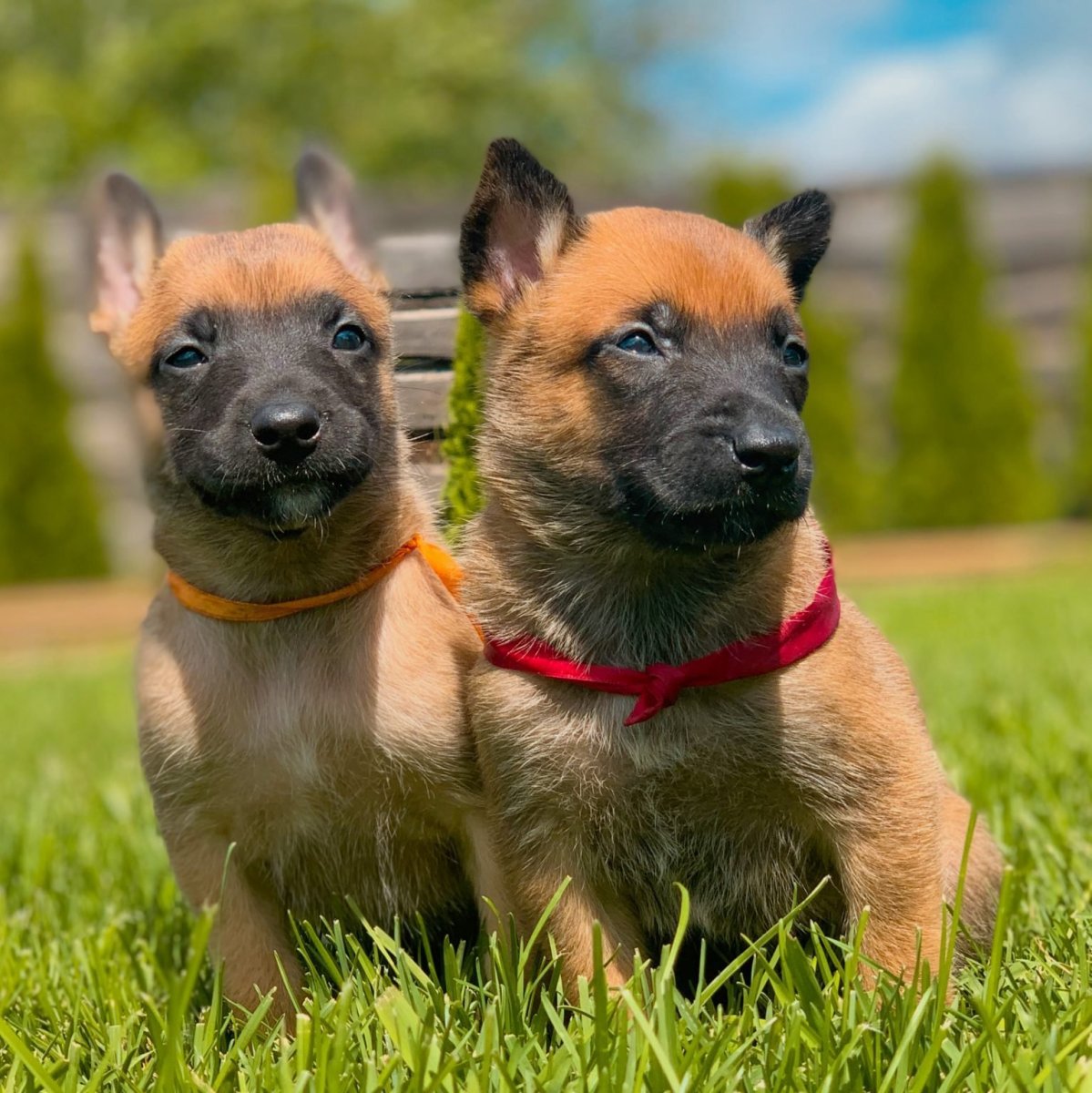 Собака Бельгийская овчарка малинуа