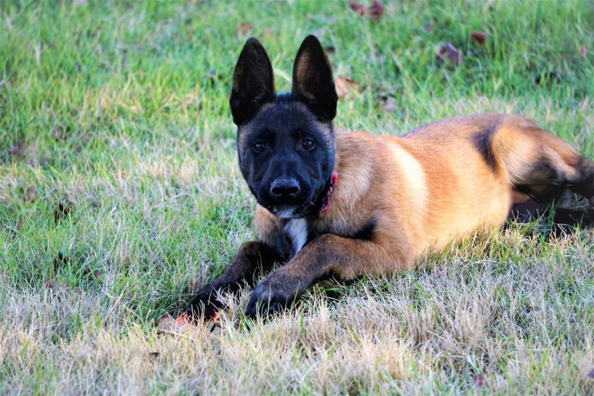 Berger Malinois