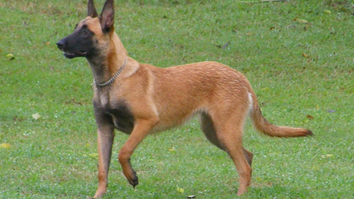 Малинуа собака фото цена в питомнике взрослой собаки