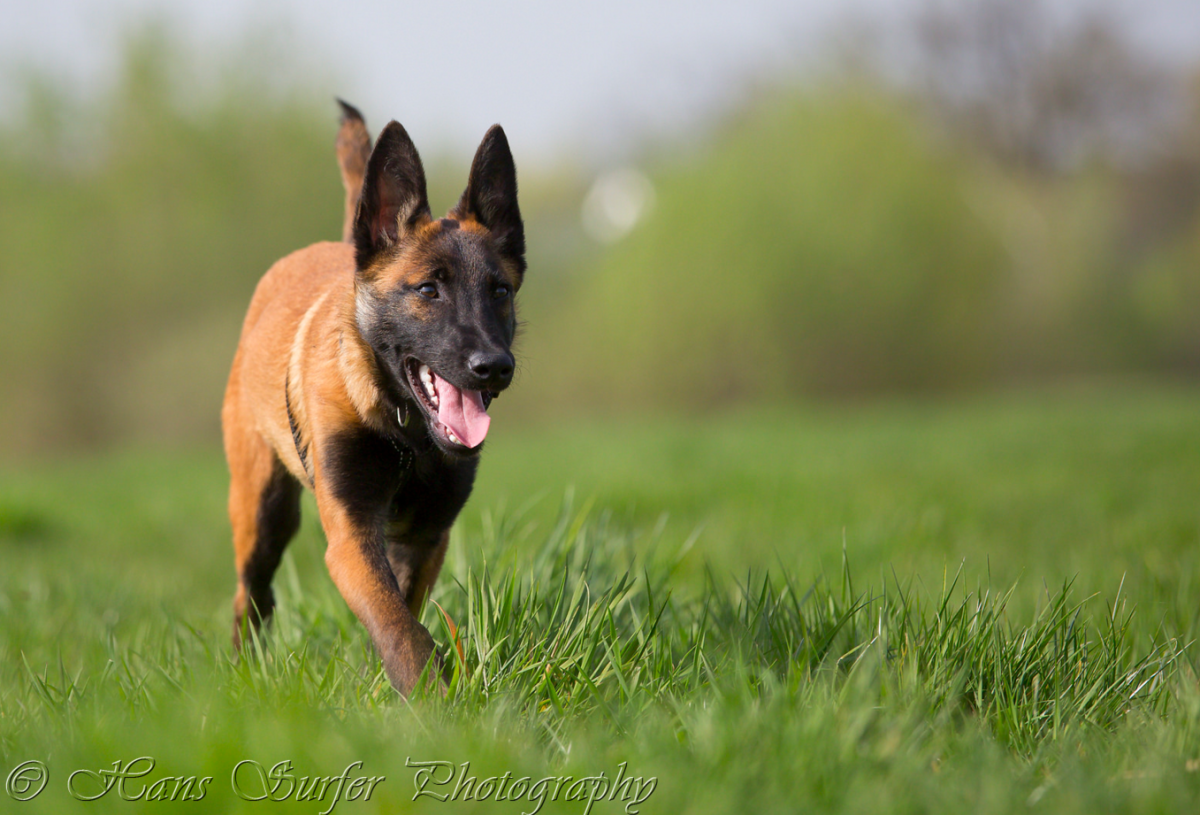 Malinois Shepherd
