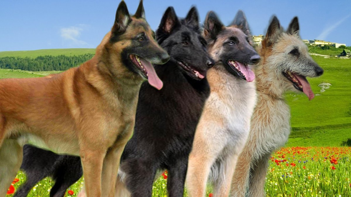 Хердер и малинуа