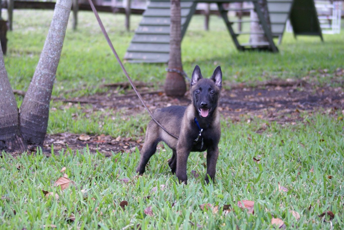 Малинуа лапы