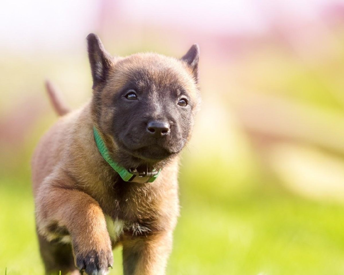 Бельгийская овчарка щенок