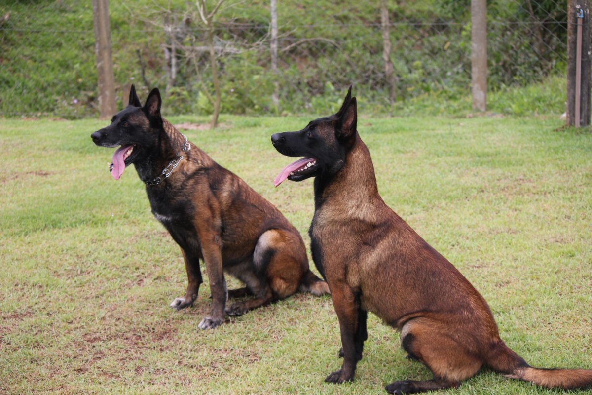 Малинуа овчарка Бельгийская овчарка