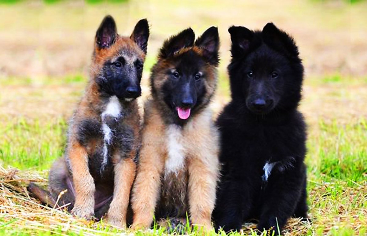 Belgian Shepherd Puppy