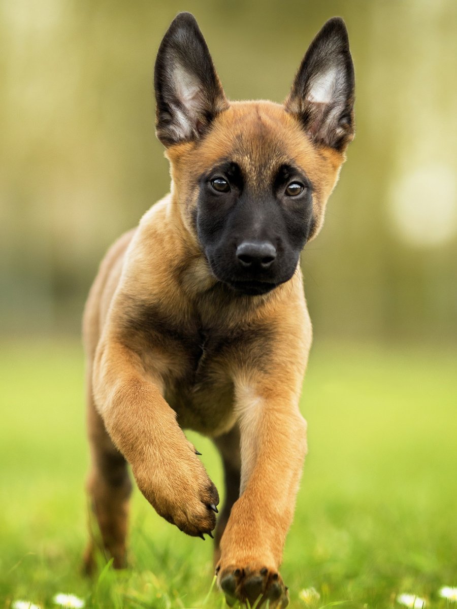 Бельгийская овчарка малинуа